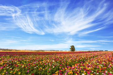  Field of flowering garden buttercups