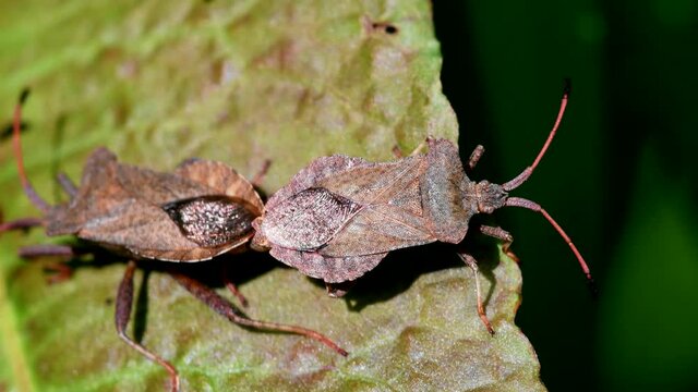 Dock Bugs in copulation. His Latin name is Coreus marginatus.