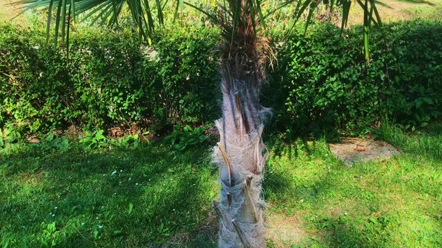 Slowly revealing a small palm tree from bottom to top, on a beach resort in Albena, Bulgaria.