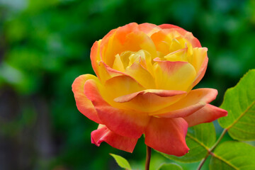 Colorfull yellow with pink rose photo, made in Weert the Netherlands