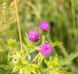 Thistle flowers, on a green background. Alternative medicine concept.