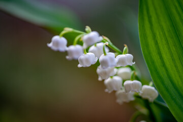Le Muguet de mai ou Muguet commun est une espèce de plantes dont les fleurs printanières, petites...