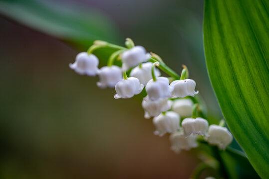 Le Muguet de mai ou Muguet commun est une espèce de plantes dont les fleurs printanières, petites et blanches, forment des grappes de clochettes très odorantes.