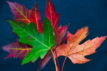 Coloring leaves in the autumn, photo made in Weert the Netherlands