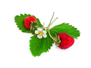 Fresh branches of wild strawberries isolated on white background