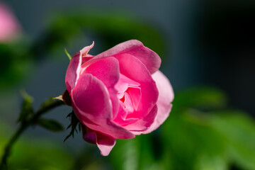 Jolie rose sous le soleil du matin