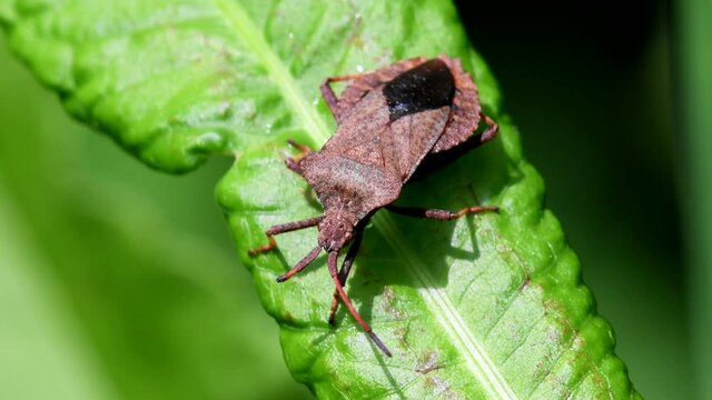 Dock Bugs on a leaf. His Latin name is Coreus marginatus.