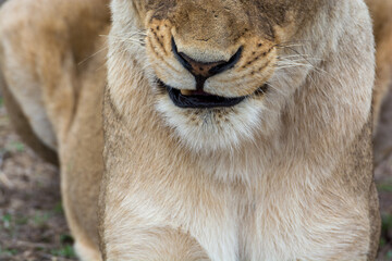 Portrait of young lioness (Panthera leo) in the Timbavati Reserve, South Africa