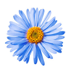Blue aster flower isolated on a white background.