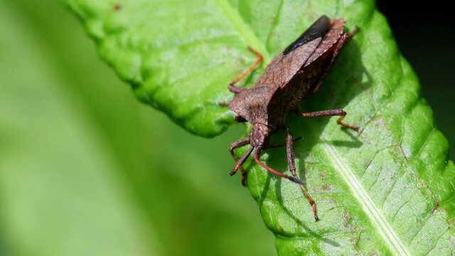 Dock Bugs on a leaf. His Latin name is Coreus marginatus.