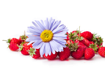 Fresh strawberries with aster flower isolated on white background