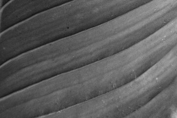 soft focus, green leaf background