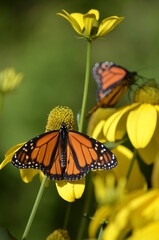 Two bright orange Monarch Butterflies rest among the yellow sunflowers in the autumn.