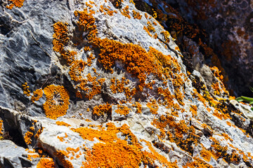close-up of a gray stone with orange lichen