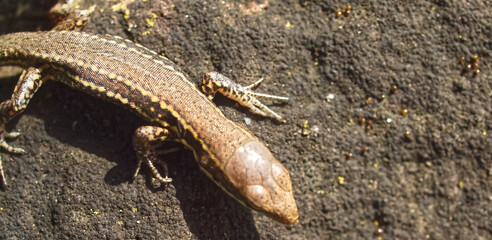 Killespark Stuttgart in Germany - closeup of wall lizards on the cliffs
