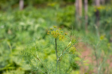 Sweet organic dill grows in the garden.Natural seasoning for many dishes.