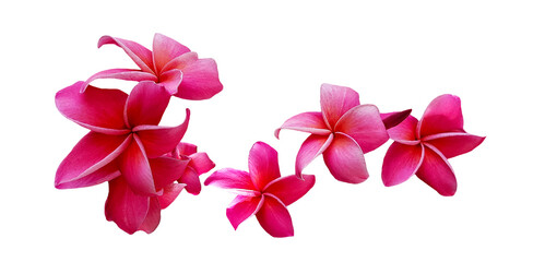 Red plumeria flowers blooming isolated on white background with clipping path or make selection. Beauty in nature, Tropical plant and Bouquet 