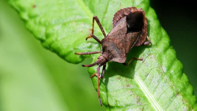 Dock Bugs on a leaf. His Latin name is Coreus marginatus.