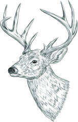 Naklejka premium deer head with big horns black and white coloring sketch vector illustration print tattoo