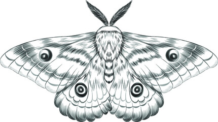 moth  Morph fabulous beautiful black and white sketch graphics vector illustration
