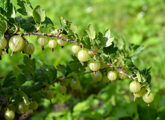 Gooseberry branch with ripe berries. Close up