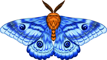 moth blue Morph fabulous beautiful vector illustration