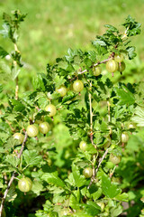 Ripe gooseberries. Close up