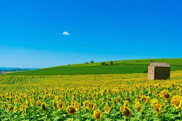 Sunflower field with small rural house in a sunny day
