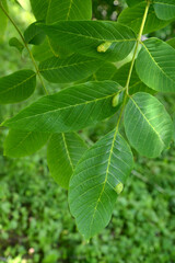 Fototapeta na wymiar Walnut leaves infected with nut felt (gall) mite (Eriophyes Tristriatus var. Erineus Nal.)