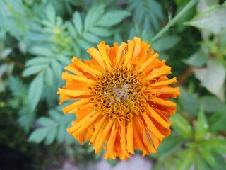 orange flower in the garden