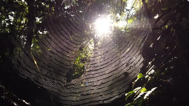 Backlit spider web with spider in the rain forest jungle with the sun behind. 4K video with natural details and textures