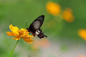 Butterflies and flowers in the garden