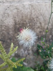 thistle flower in bloom