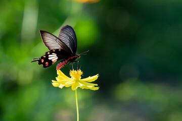 Fototapeta premium Butterflies and flowers in the garden