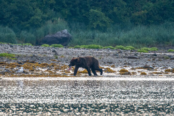 Coastal Brown Bear (Ursus arctos) searching for salmon in Geographic Harbor, Katmai, Alaska
