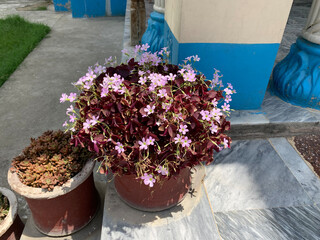 closer  look at tthe pink flowers in the pot