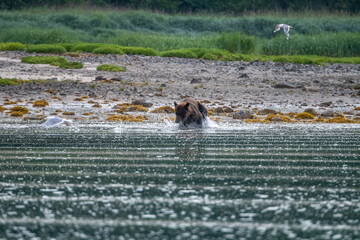 Fototapeta premium Coastal Brown Bear (Ursus arctos) searching for salmon in Geographic Harbor, Katmai, Alaska