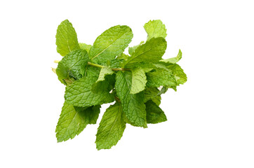 A fresh leaves of mint