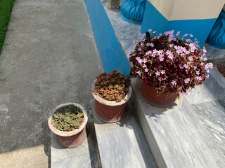 pink flowers and sukulents in pots on the stairs of the house