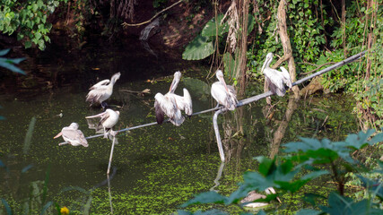 Group of Pelicans resting in  a scenic lake 