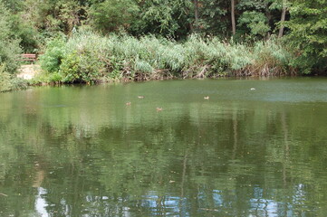 Going fo a walk at the forest lake in Kelsterbach near Frankfurt, Germany in the spring
