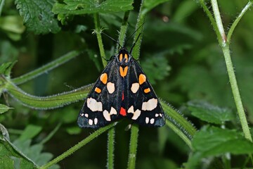  Schönbär (Callimorpha dominula)