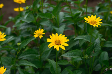 畑のキクイモの花