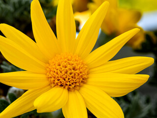 Yellow daisy flower closeup in natural light.