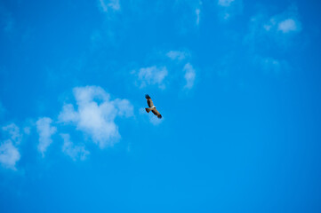 Fototapeta premium Hawk wheeling in a clear blue sky