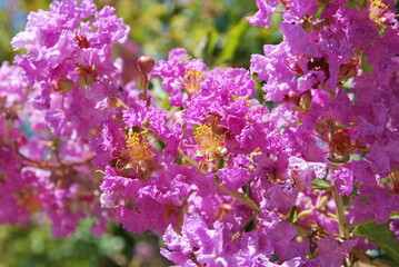 Beautiful colorful flowers  of Egypt 