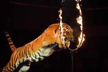 Circus.Tiger jumps through fire