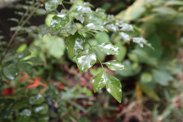 Fototapeta na wymiar 雨上がりの葉