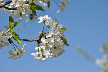 apple tree blossom