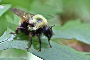 Bee mimic on a leaf